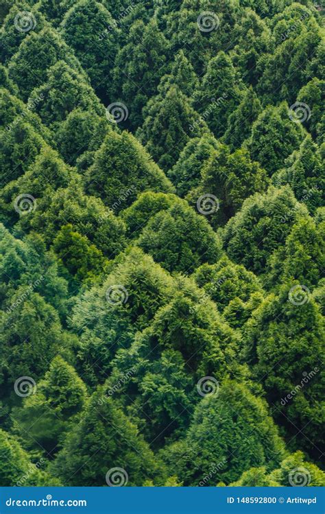 Image result for Triangle Shape Tree