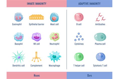 Image result for Examples of Adaptive Immunity
