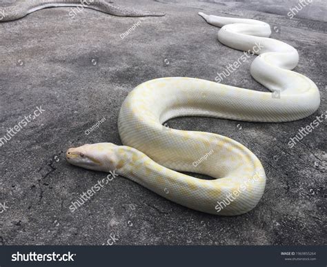 Image result for White Bod Python