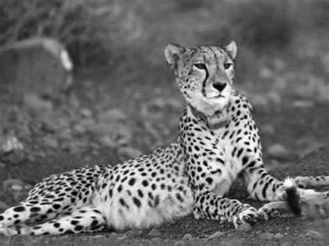 Afbeeldingsresultaten voor AWT API Icon