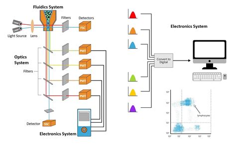 Image result for Flow Cytometry Analysis Icon