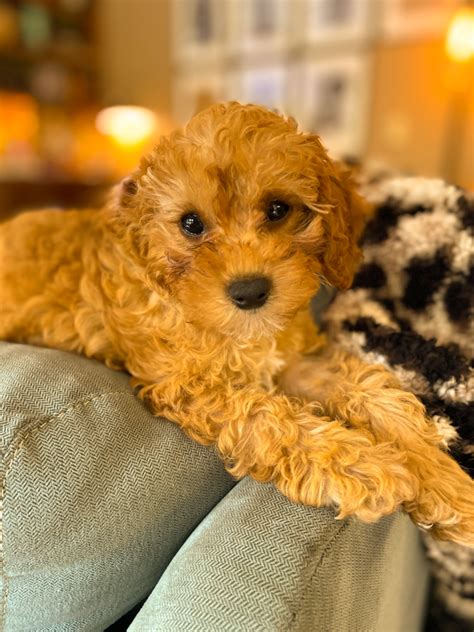 Image result for Mini Dog Breeds Cavapoo