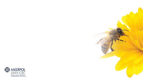 Apitherapy Design に対する画像結果