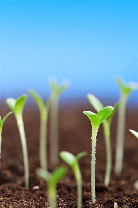 Image result for Grow Model.pdf