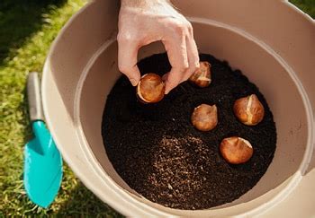 Image result for How to Layer Spring Bulbs in Containers