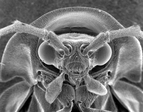 Image result for Insects Under Electron Microscope