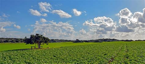 Image result for Plantin Field