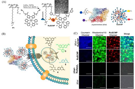 Toradh íomhá ar Intracellular Extracellular and Intravascular