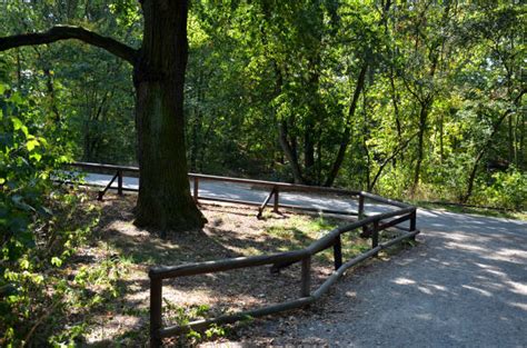 Image result for Oak Tree Root System Plan