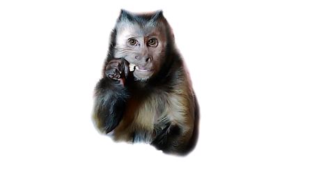 Image result for Monkey Boo Channel