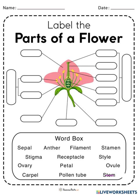 Image result for Reproductive Parts of a Flower and Their Functions