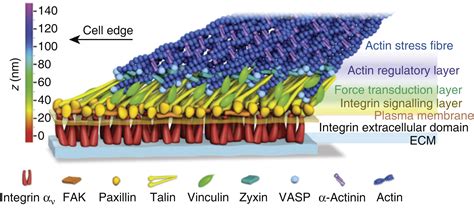 Image result for Focal Adhesion Assembly Process