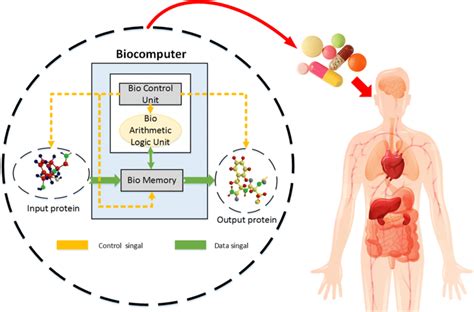 The schematic diagram of the ideal biocomputer. It represents the ...