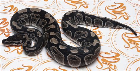 Axanthic D Ball Python に対する画像結果