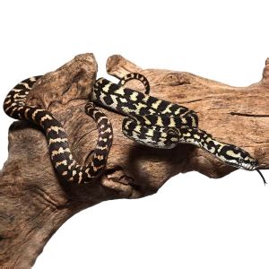 Image result for Jungle Carpet Python Range