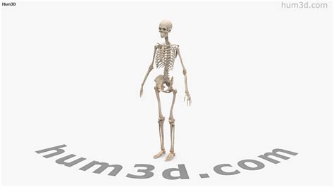 Image result for Female Skeleton 3D