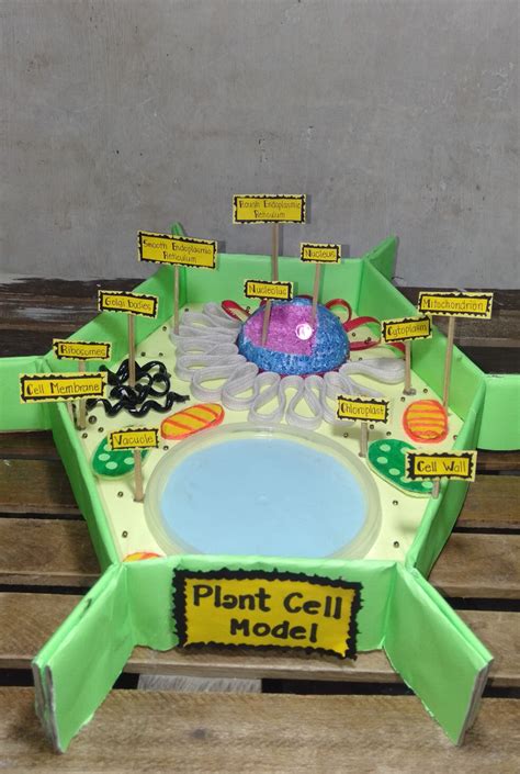 How to Make a Model of Plant Cell に対する画像結果