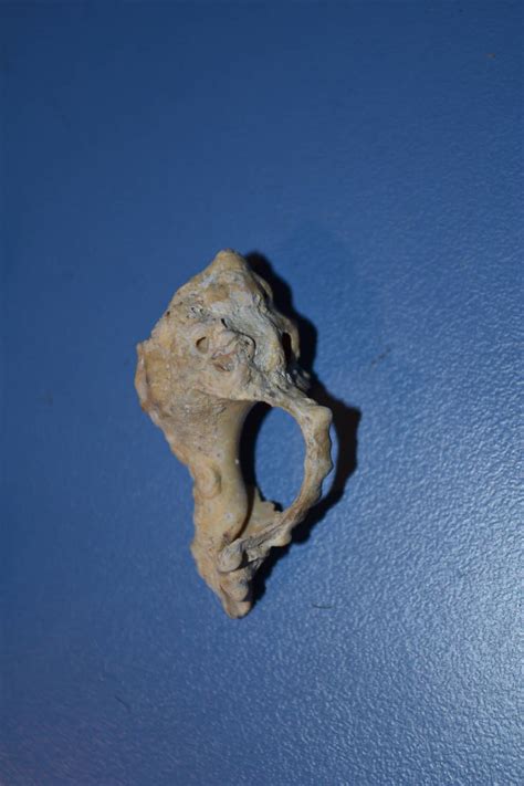 نتيجة الصورة لـ Shell Crazy Shape