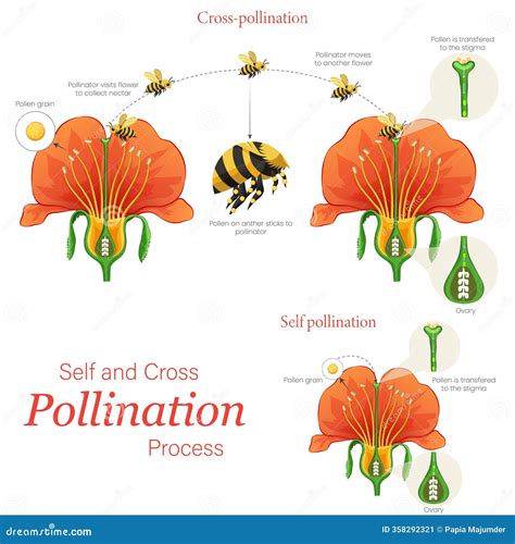 Image result for Self-Pollination Animated Diagram