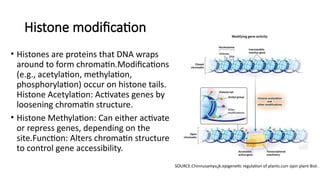 Afbeeldingsresultaten voor Histone Modification Function