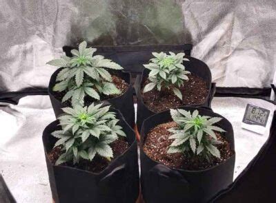 Autoflower Prosess Every Week に対する画像結果