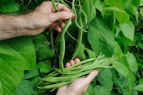 Planting Runner Beans に対する画像結果