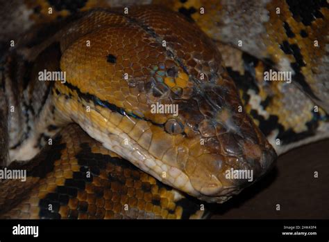 Image result for Sulawesi Python