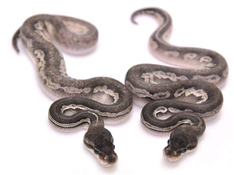 Image result for Gray Ball Python