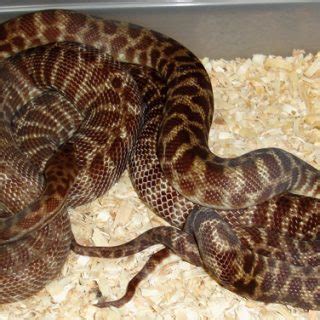 Image result for Baby Stimson Python