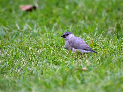 Java Sparrow Tree に対する画像結果