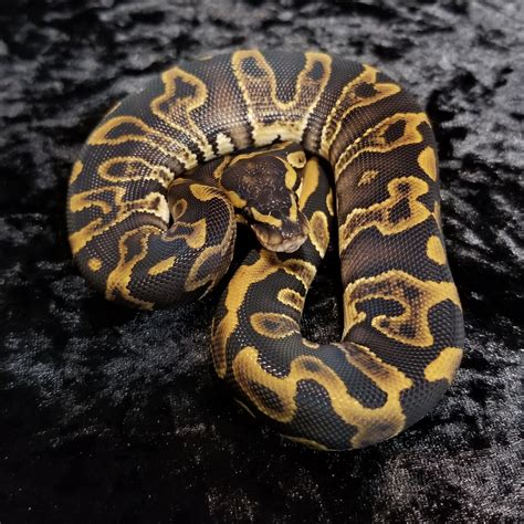 Image result for Ball Python Leopard