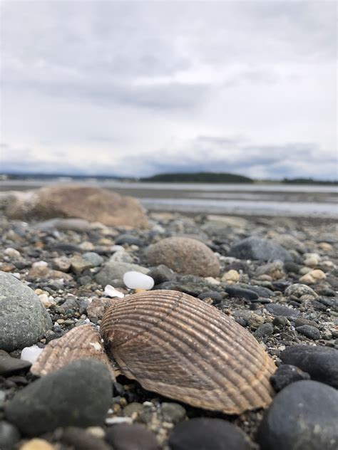 Résultat d’images pour Beash Shell