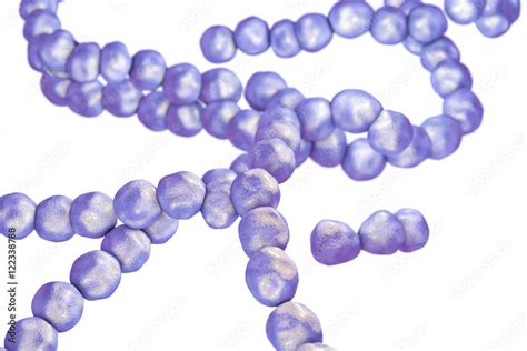 Image result for Strep Gram-positive