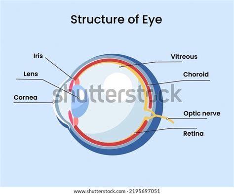 Image result for Human Eye Parts Diagram