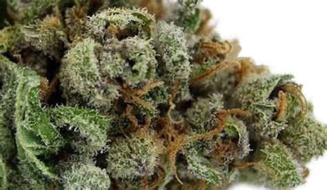 Image result for Autoflower Strains