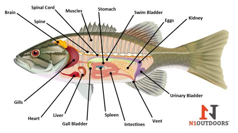 Discus Fish Internal Organs に対する画像結果