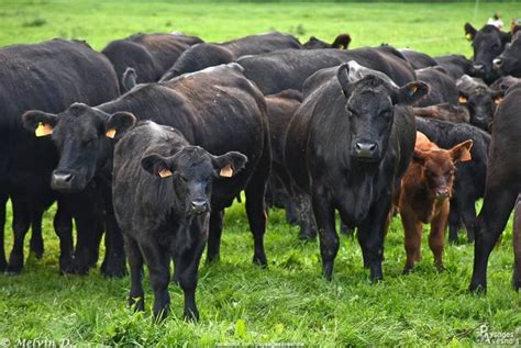 Résultat d’images pour Free Uncle Angus App