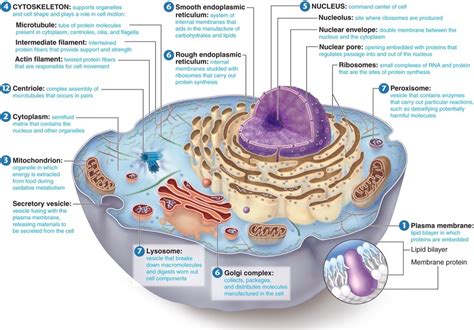 Image result for Cell Structure and Function
