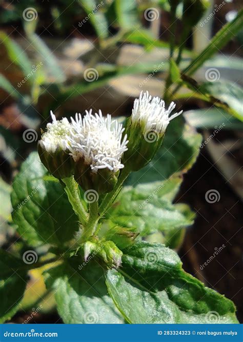 Afbeeldingsresultaten voor Profuse Interfacing Material