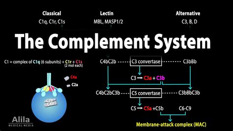 Image result for Animation of Complement Pathway