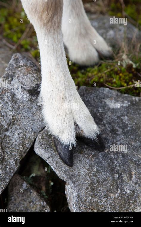 Image result for Split Hoof Animals