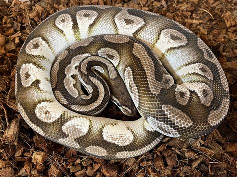 Image result for Adult Axanthic Ball Python