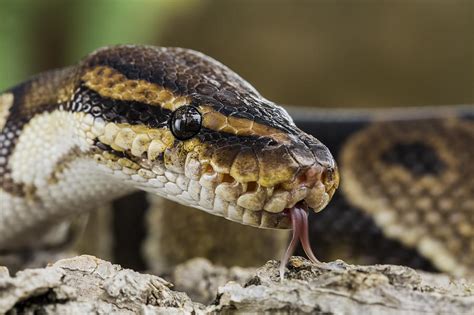 Afbeeldingsresultaten voor Python Head in a Game