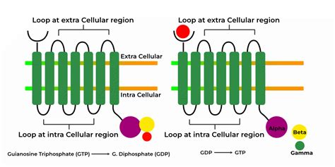 Image result for Receptor Protein Molecule