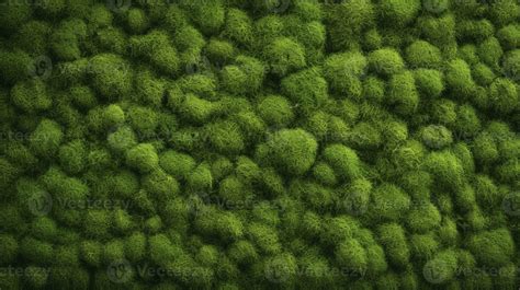 Image result for Moss Texture