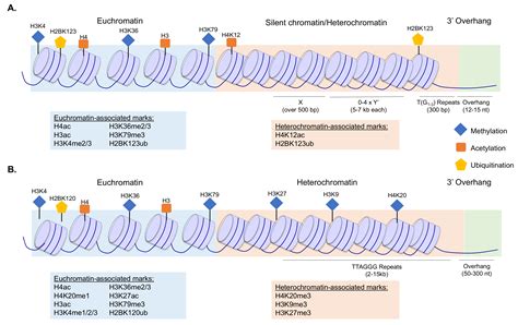 Image result for Histone Modification Map