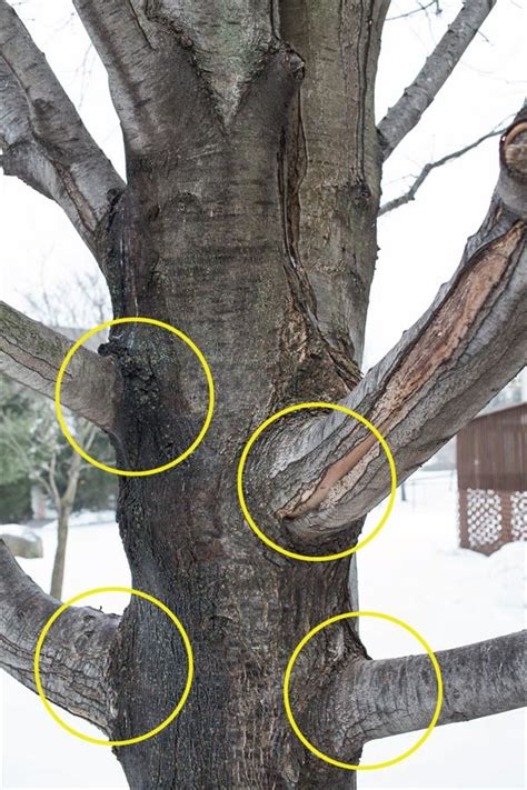 Silver Maple Root System に対する画像結果