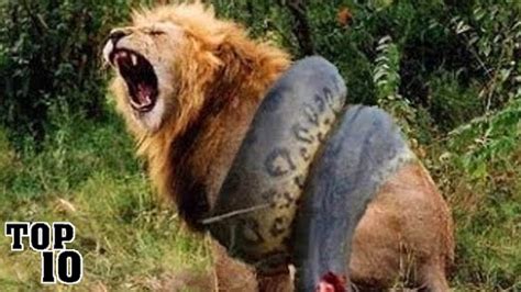 Toradh íomhá ar Crazy Animal Fights