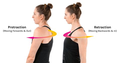 Image result for Protraction