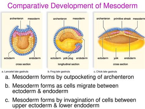 Image result for Mesoderm Diagram